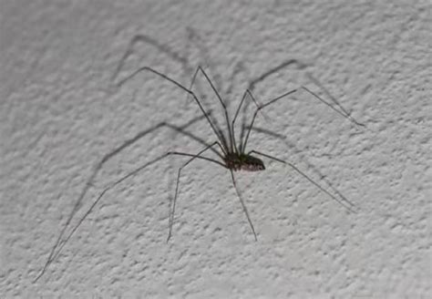 har-083 室內蜘蛛